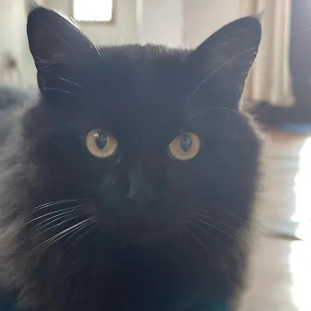 بيت ضيافة Terra Aloe توريمولينوس